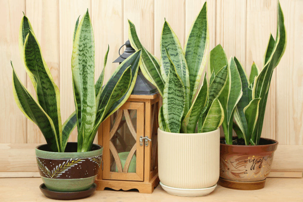 6 plantas que trazem energias positivas para o seu lar