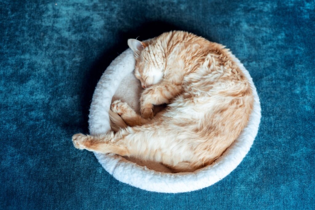 Gato, com pelagem bege-claro, deitado em uma caminha azul e dormindo 