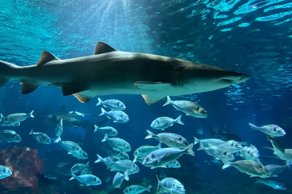 10 curiosidades sobre a alimentação dos animais na natureza 