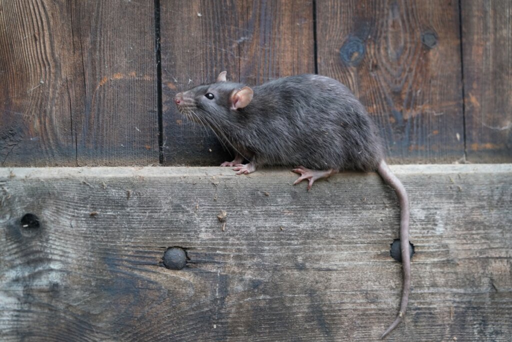 Gato e rato: 7 mitos e verdades sobre a relação entre esses animais 