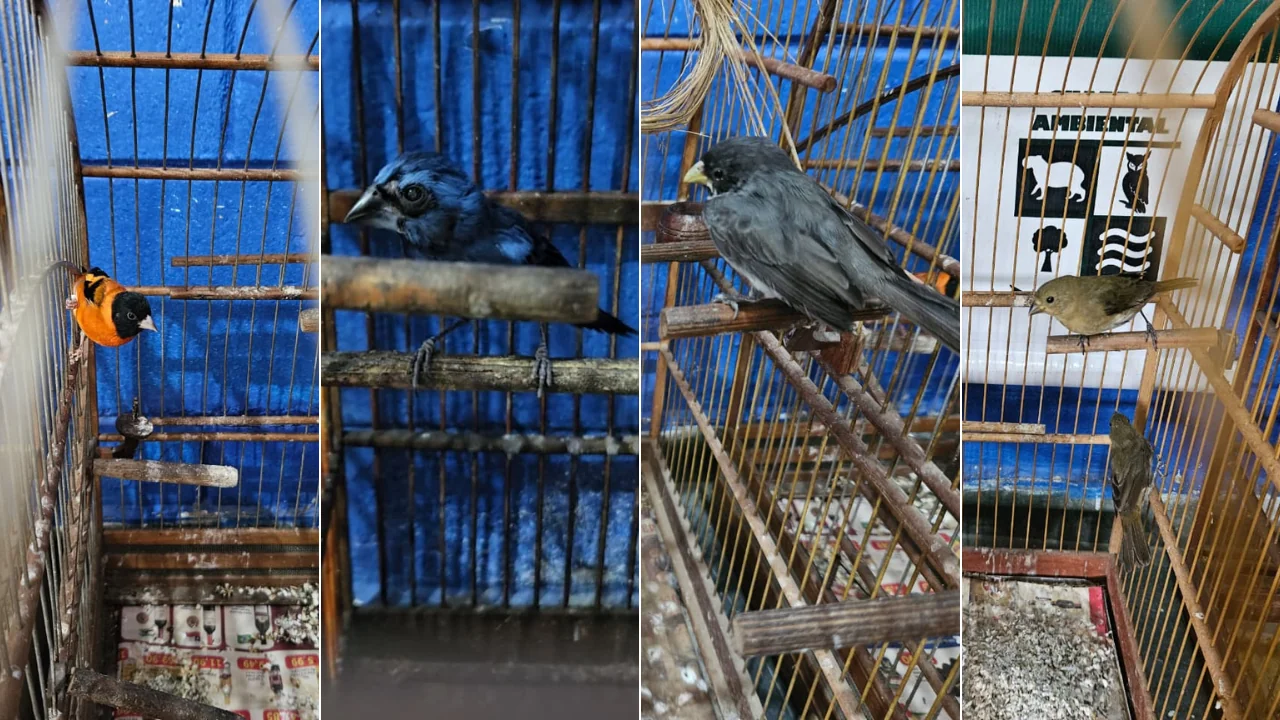 Guarda Ambiental de Itaquaquecetuba resgata aves silvestres durante operação no Jd. do Carmo