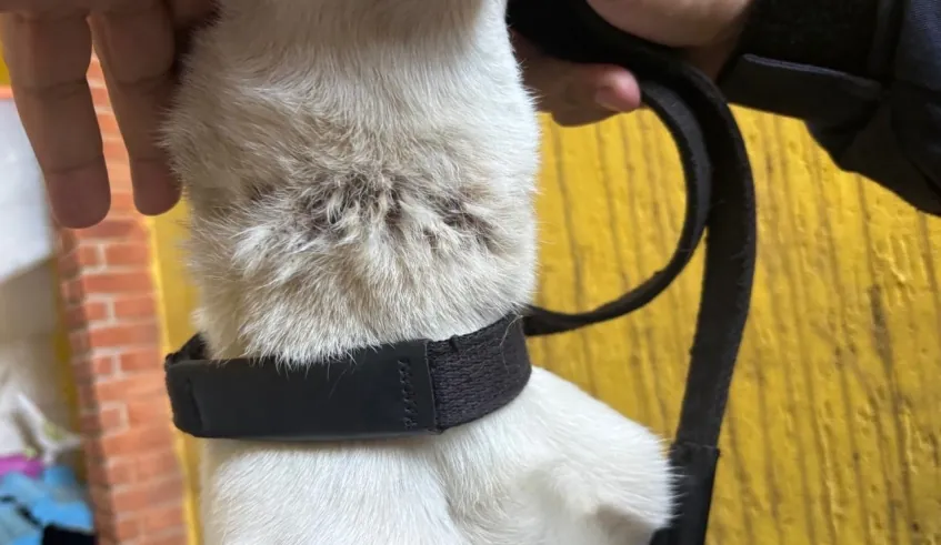 Nubea notifica tutor após denúncia de maus-tratos a cachorro em Mogi das Cruzes