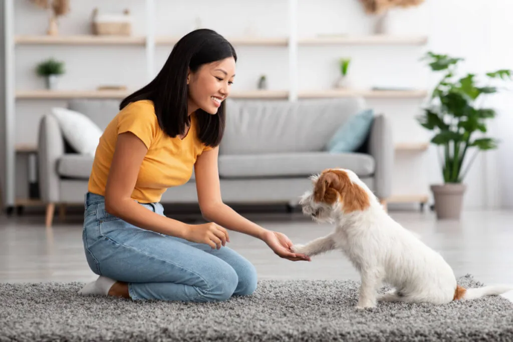 7 dicas para gastar a energia do cachorro dentro de casa