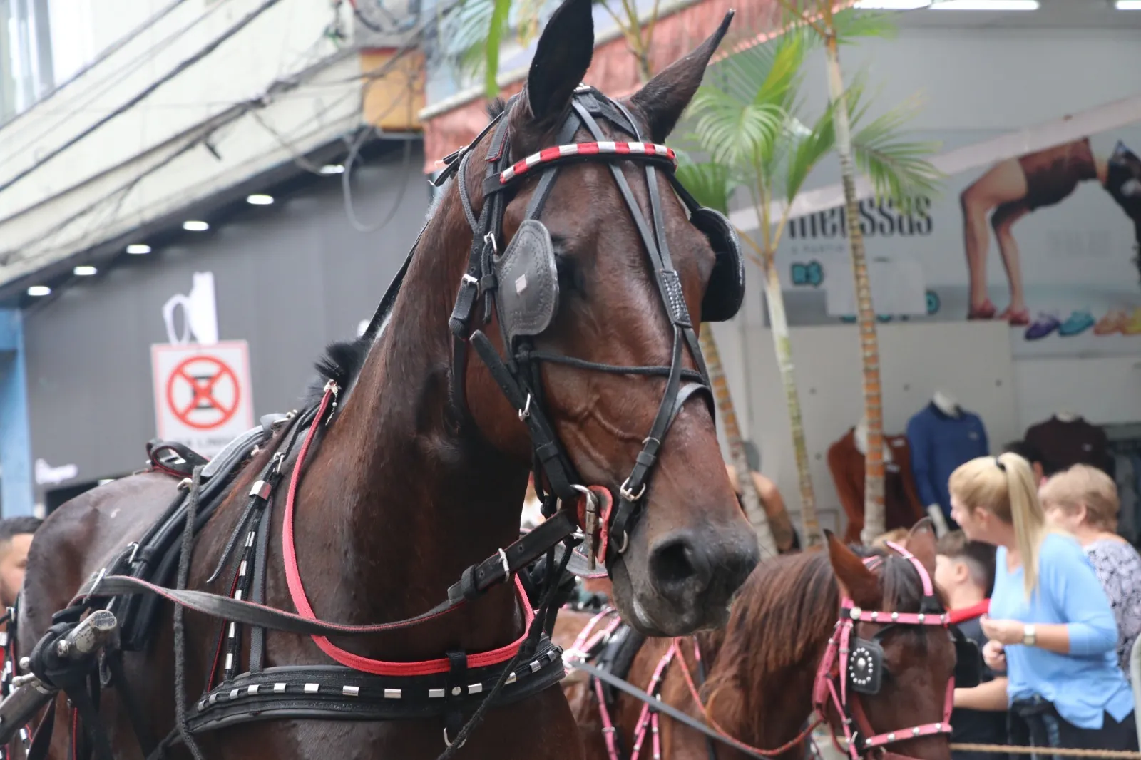 Festa do Divino de Mogi abre inscrições para cavaleiros e carroceiros da Entrada dos Palmitos