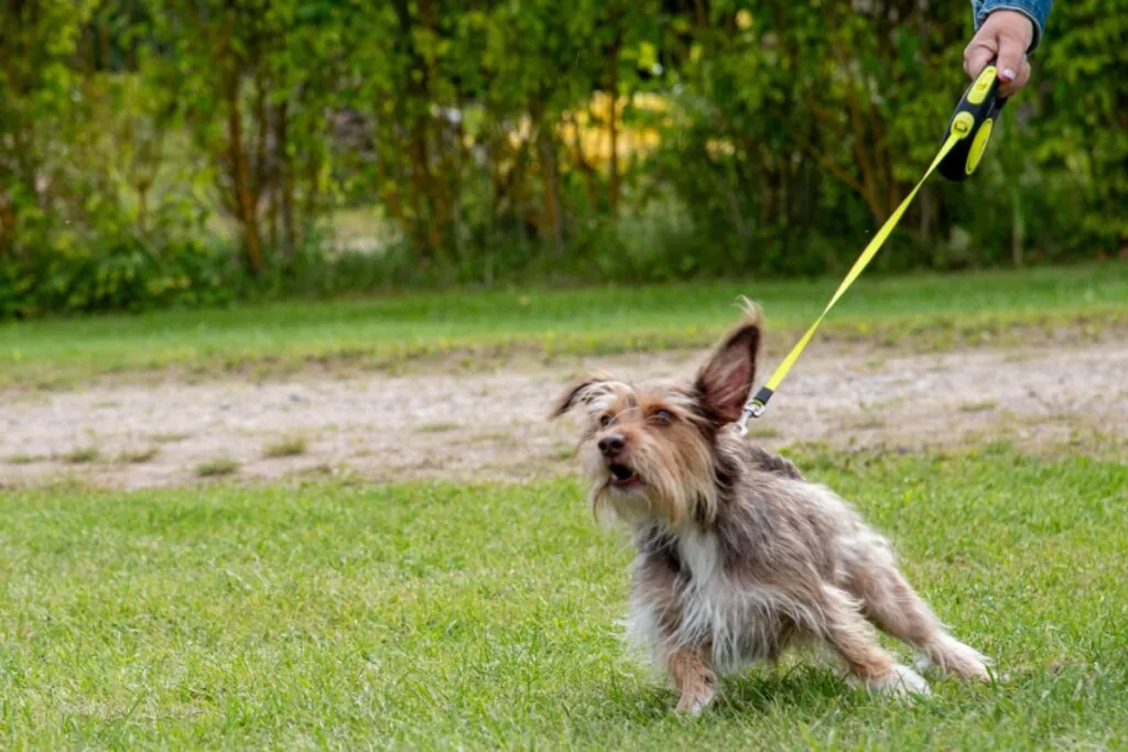 Cachorro não quer passear: veja as causas e o que fazer 