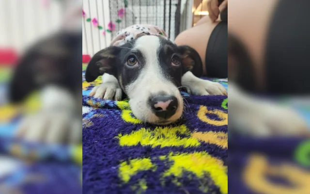 Shopping em Itaquaquecetuba recebe feira de adoção pet neste sábado (23) 