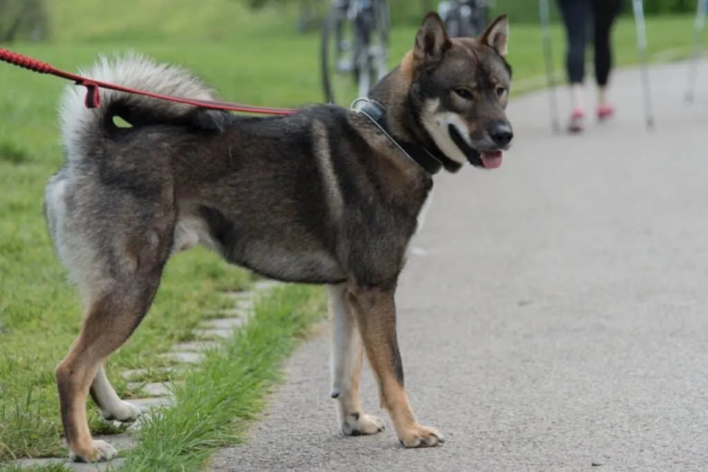 Cachorro Shikoku, com pelagem densa, preta e merrom, passeando em um parque
