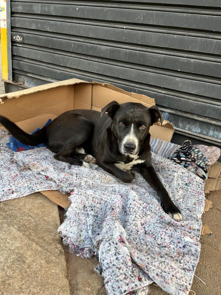 Grupo de voluntários se uniu para ajudar cães que vivem nas proximidades da Estação Suzano | Foto: Acervo pessoal