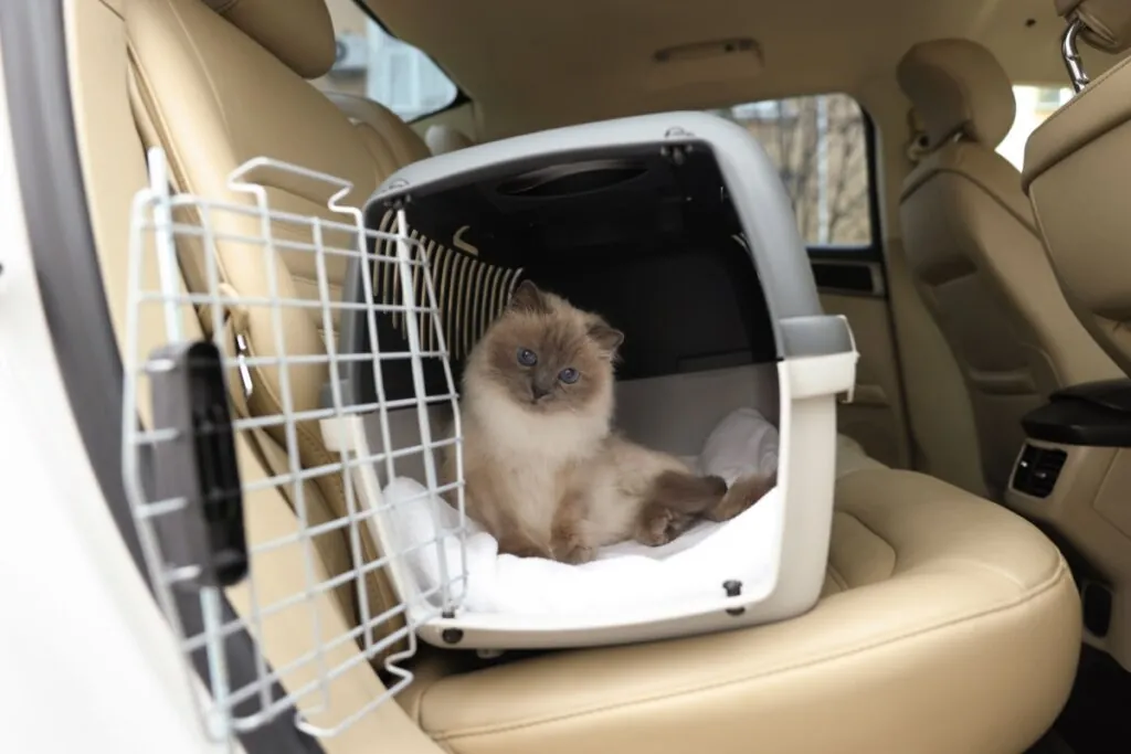 Veja como garantir o transporte seguro de pets em veículos e evitar acidentes no trânsito