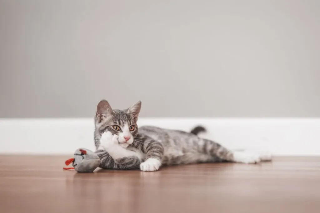 Bolsa primordial: 6 curiosidades sobre a “pelanquinha” na barriga dos gatos 