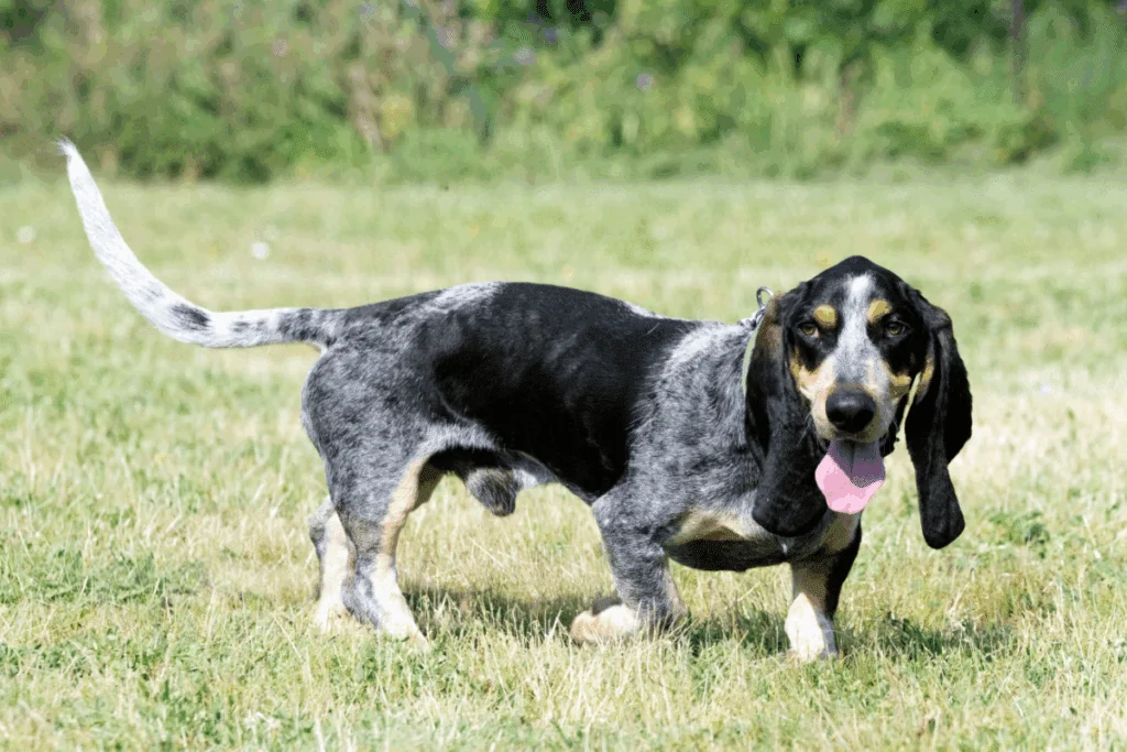 Cão da raça Basset Azul da Gasconha caminhando de frente em um gramado. Ele está com a boca aberta e a língua para fora, mostrando uma expressão alegre. Sua pelagem é preta e cinza-azulada com manchas avermelhadas no rosto, e suas longas orelhas e cauda erguida estão bem visíveis.