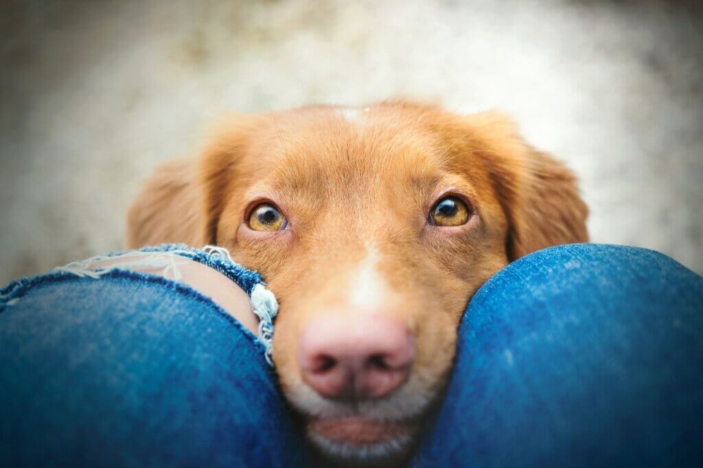 Cachorro com o rosto entre as pernas de uma pessoa e olhando para cima