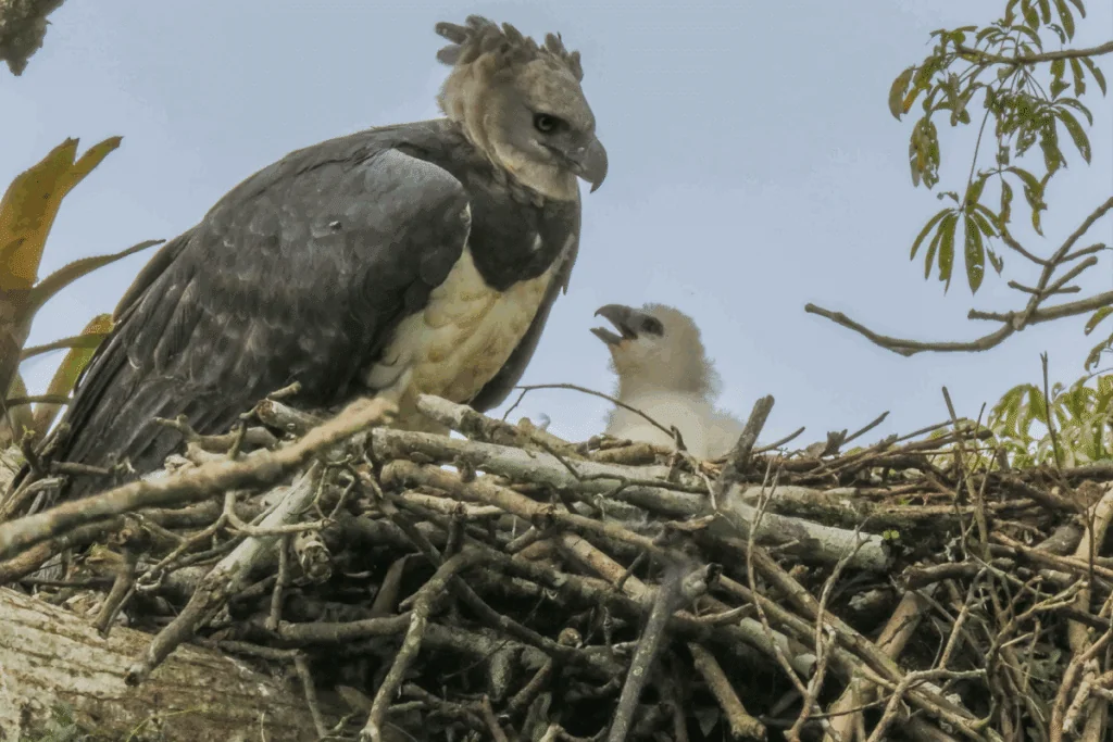 Gavião-real: 8 curiosidades sobre uma das maiores aves de rapina das Américas 