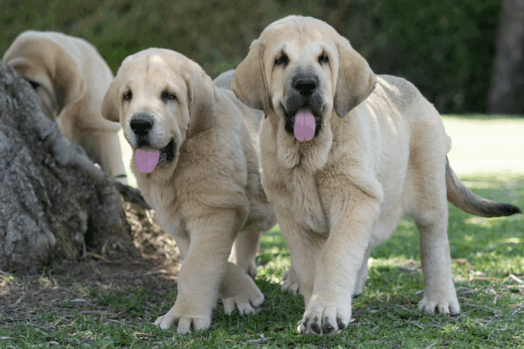 Mastim espanhol: conheça as características do cachorro dessa raça