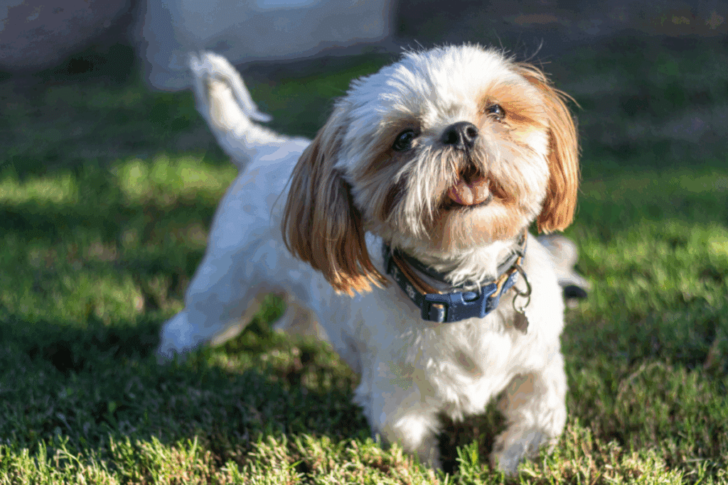 Cachorro com pelagem branca e marrom nas orelhas com coleira azul andando no parque