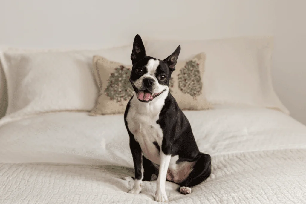 Cachorros estadunidenses: 5 raças originárias dos Estados Unidos 