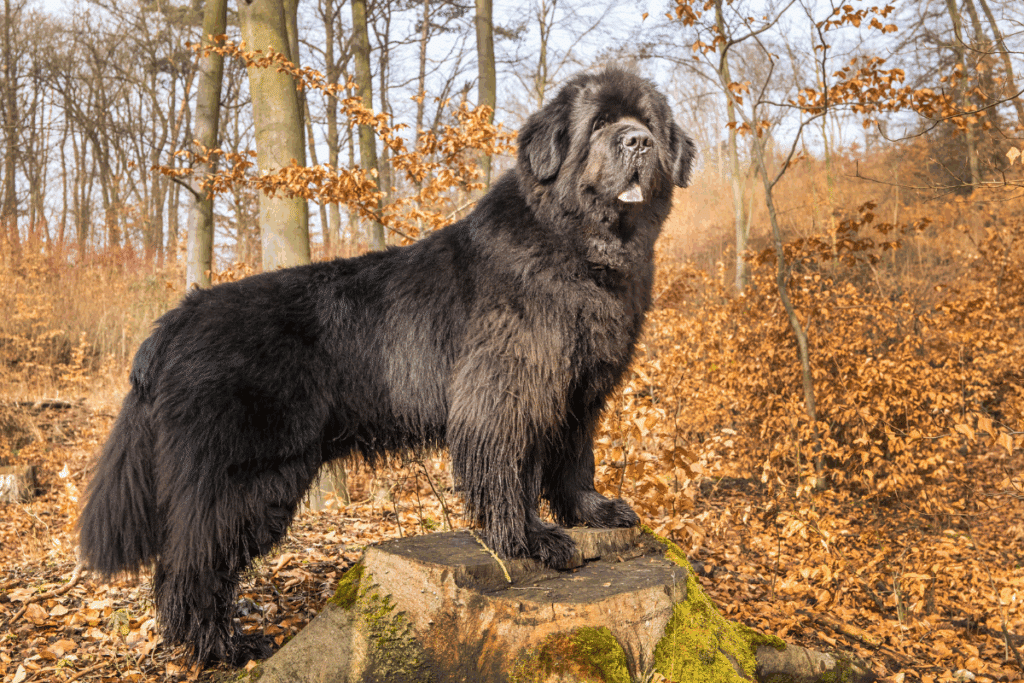 Cachorro da raça Terra-Nova, com pelagem preta e densa, em cima de uma pedra em floresta com folhas secas 