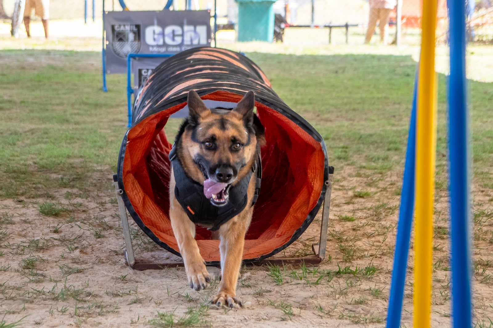 Rua + Feliz Pet reúne 1,5 mil pessoas e termina com todos os pets adotados