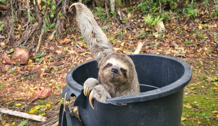 Centro de Controle de Zoonoses de Mogi realiza soltura de bicho-preguiça