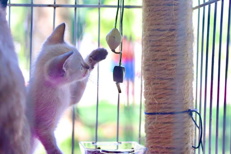 Parque Max Feffer, em Suzano, recebe evento de adoção pet neste domingo (20)