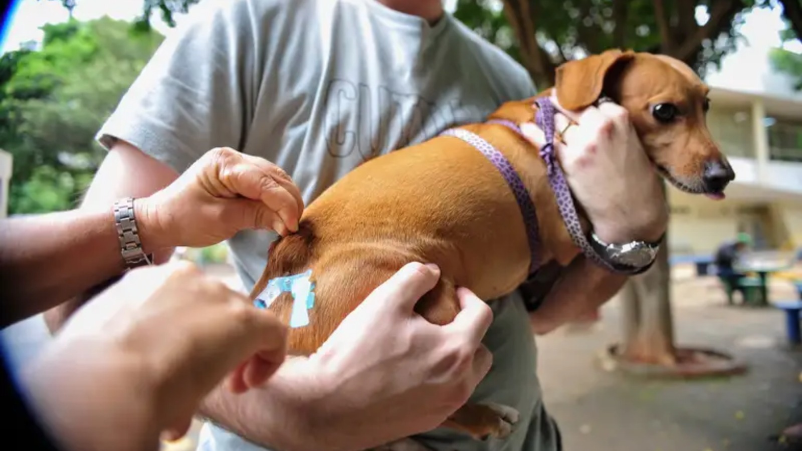 Poá promove vacinação antirrábica gratuita para cães e gatos nesta terça-feira (22)