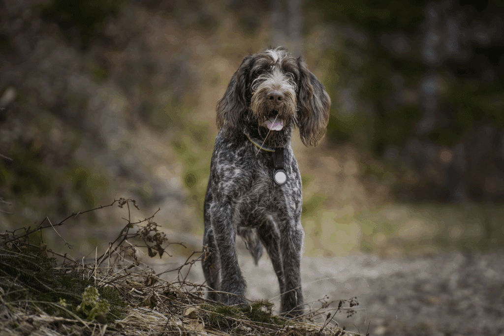 Cesky fousek: essa raça de cachorro se destaca pelo visual rústico e pela natureza astuta 
