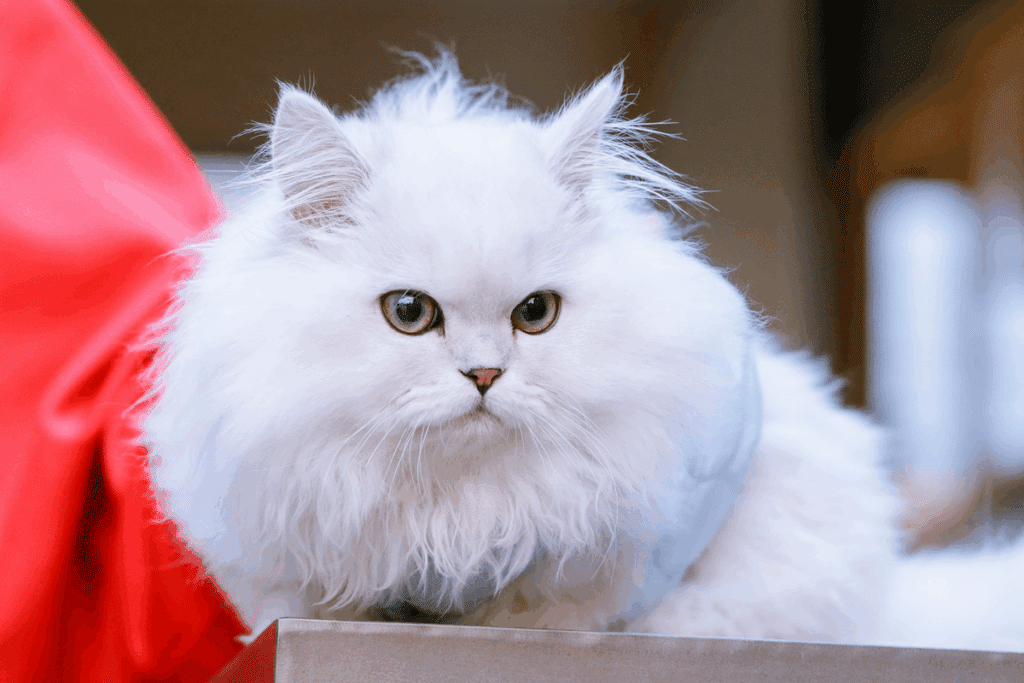 Gato minuet branco de pelo longo e volumoso, com rosto arredondado, olhos verde-claros e nariz rosado, deitado sobre uma superfície de metal e olhando sério para a câmera. Ele usa uma roupinha azul-clara por baixo do pelo. À esquerda aparece um tecido vermelho, e o fundo está desfocado.