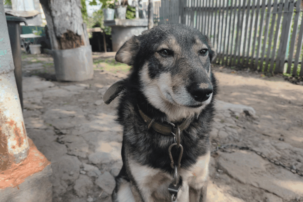 Cão sem raça definida (vira-lata) de porte médio, com pelagem mista preta, cinza e bege, usando uma coleira com corrente e sentado em um quintal ao ar livre.