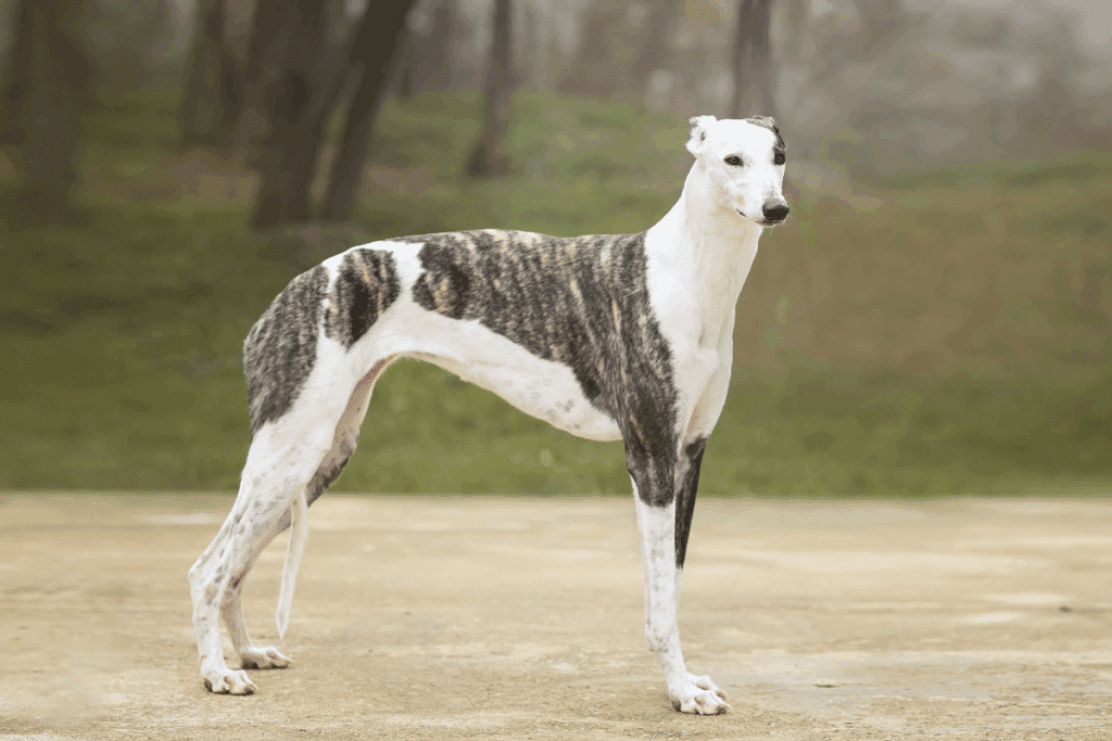 Raças magras: 6 cachorros que se destacam pelo corpo esbelto e atlético 