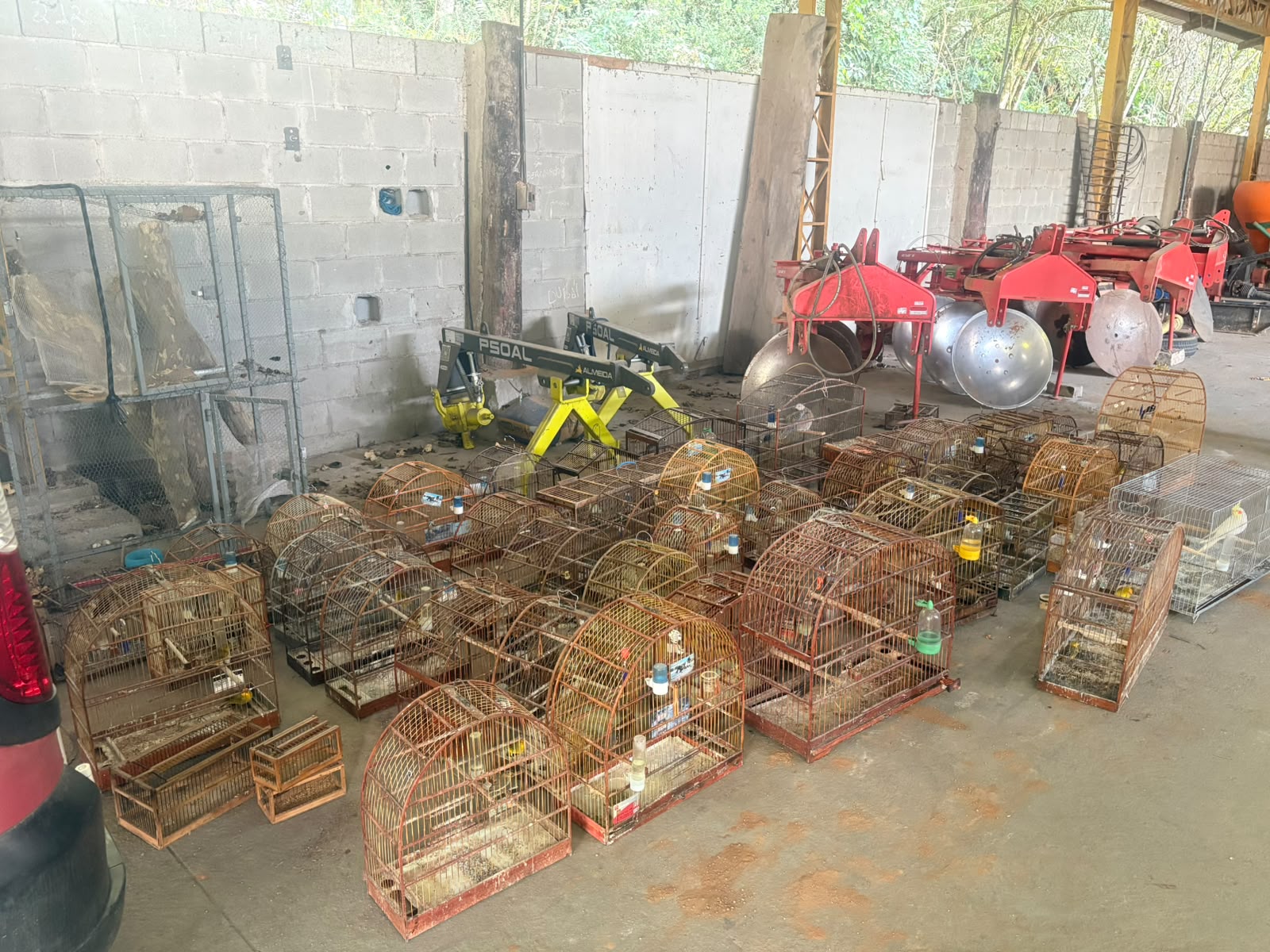 GCM resgata 54 aves silvestres em residência de Santa Isabel