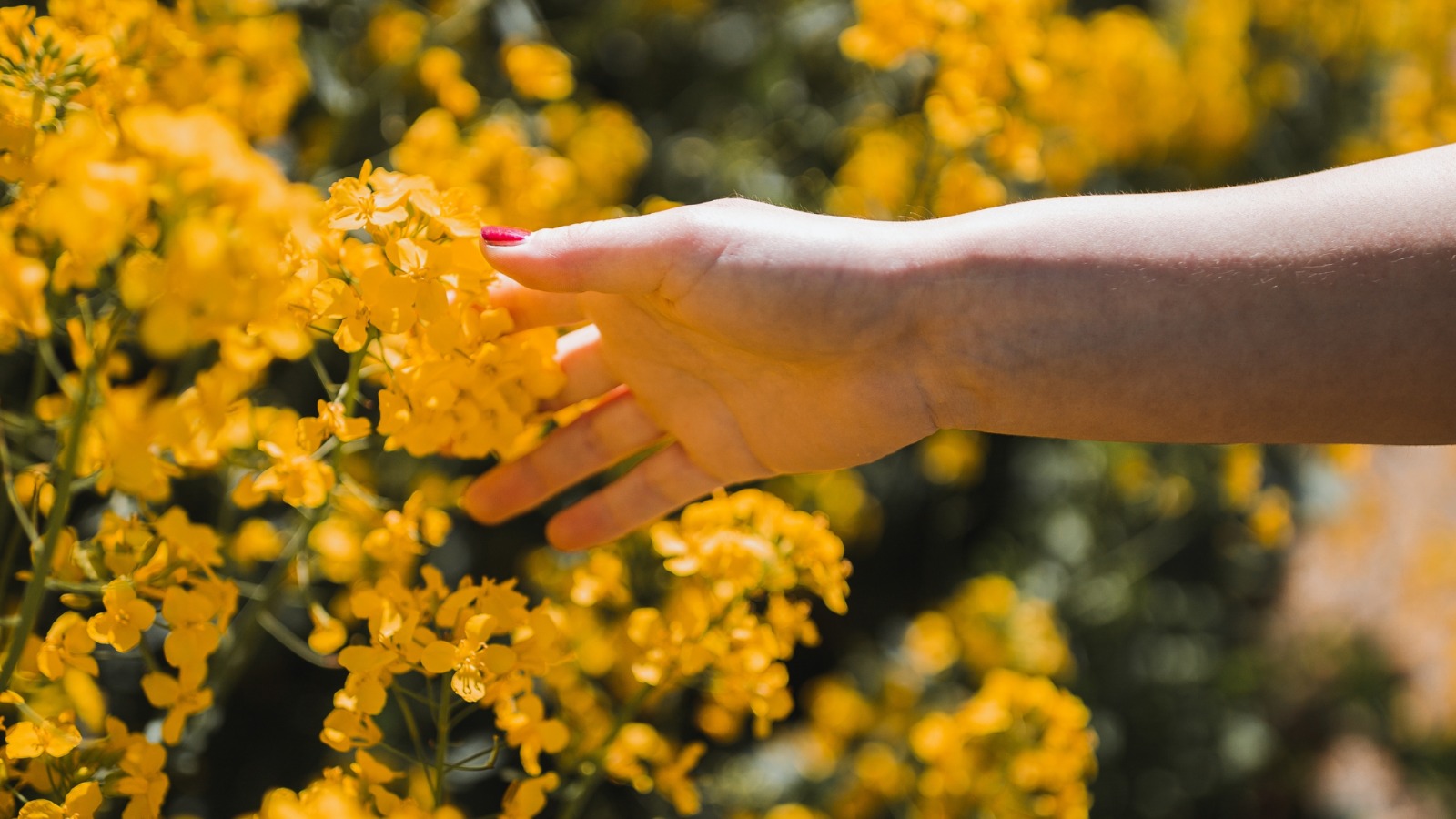 Mais Diário deste sábado (17) mostra como a primavera transforma o cotidiano